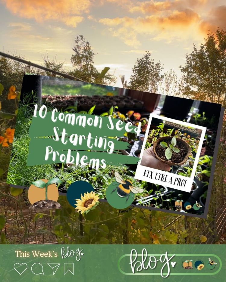 10 Common Seed Starting Problems (and How to Fix Them Like a Pro)