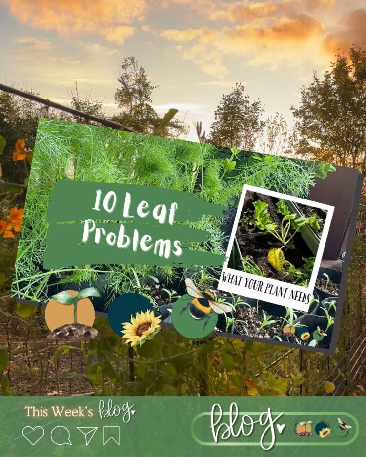 10 Leaf Problems That Reveal Exactly What Your Plant Needs