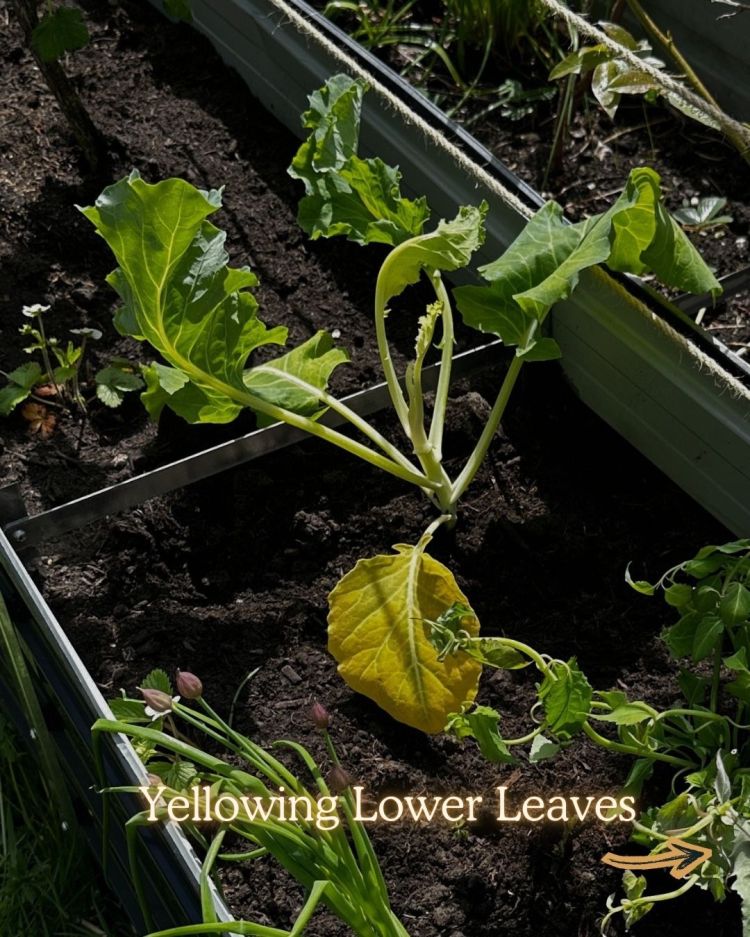 10 Leaf Problems That Reveal Exactly What Your Plant Needs