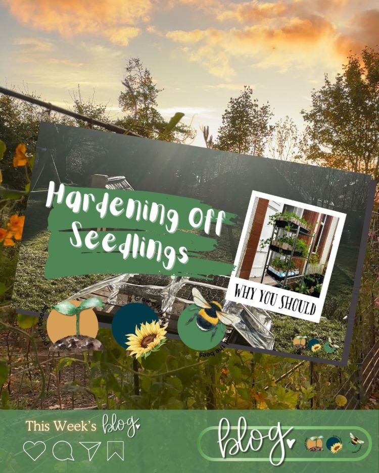 3 Simple Ways to Support Earth Day & National Gardening Week in 2026