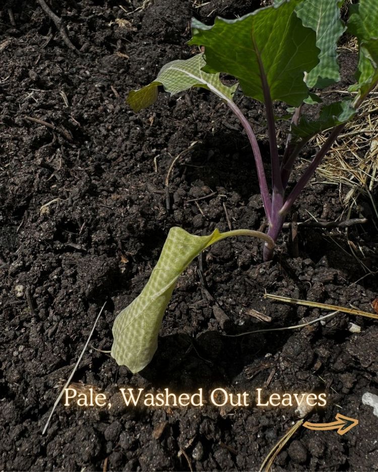 10 Leaf Problems That Reveal Exactly What Your Plant Needs