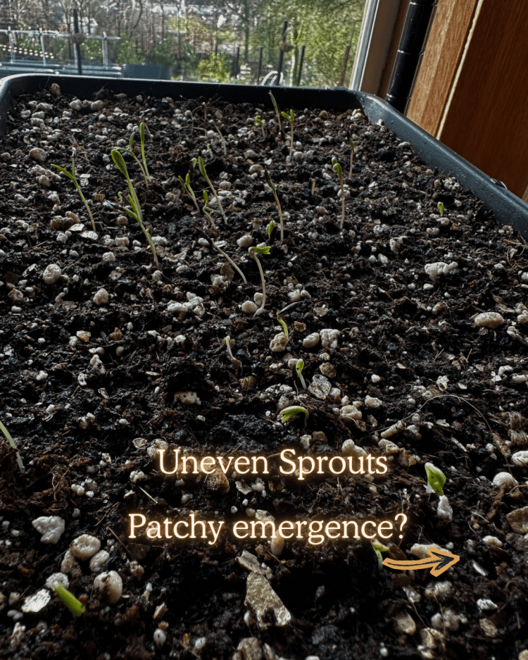 10 Common Seed Starting Problems (and How to Fix Them Like a Pro)