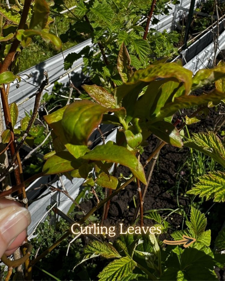 10 Leaf Problems That Reveal Exactly What Your Plant Needs