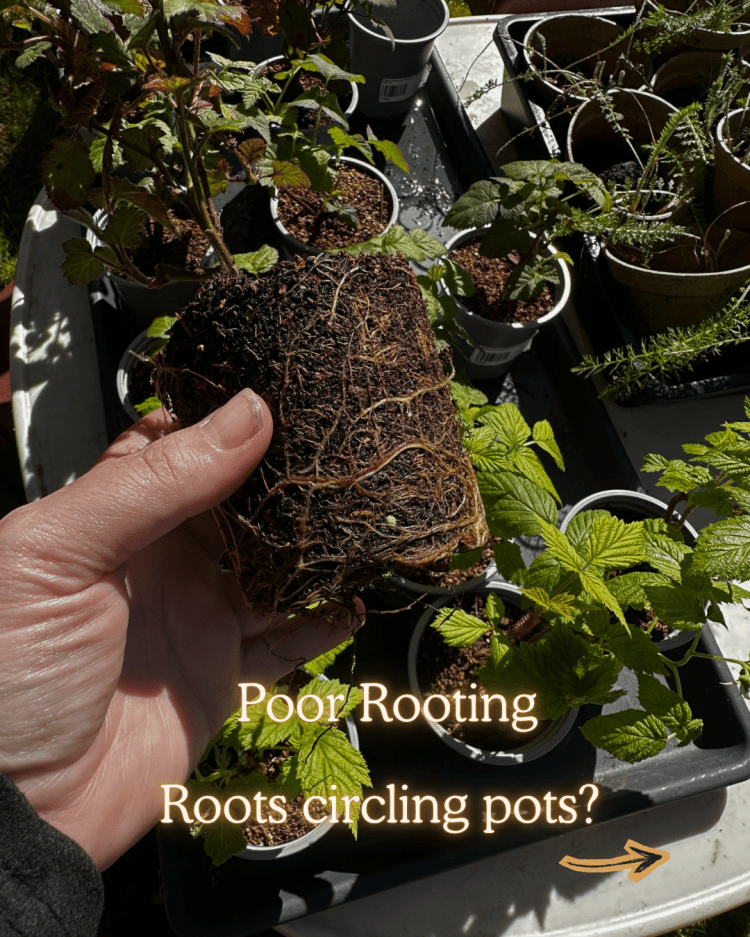 10 Common Seed Starting Problems (and How to Fix Them Like a Pro)