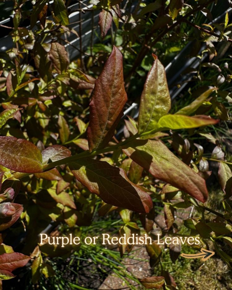 10 Leaf Problems That Reveal Exactly What Your Plant Needs