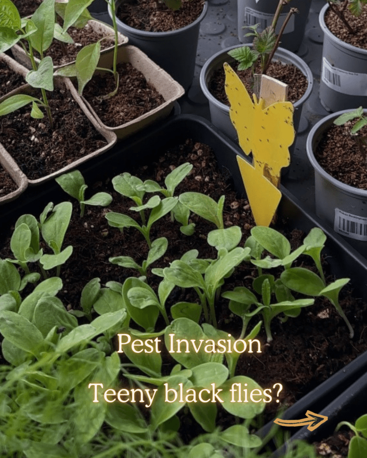 10 Common Seed Starting Problems (and How to Fix Them Like a Pro)
