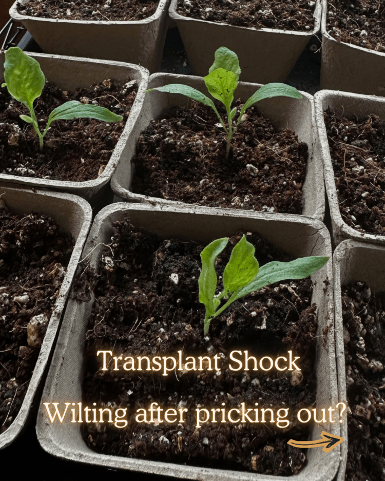 10 Common Seed Starting Problems (and How to Fix Them Like a Pro)