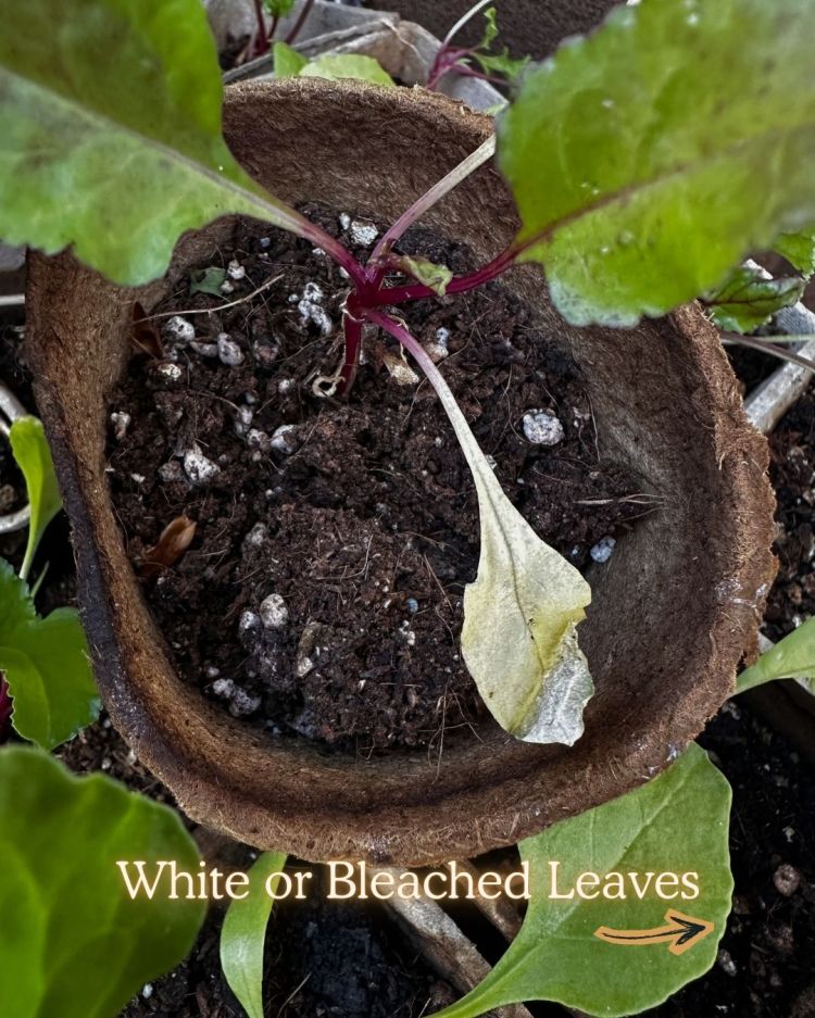 10 Leaf Problems That Reveal Exactly What Your Plant Needs
