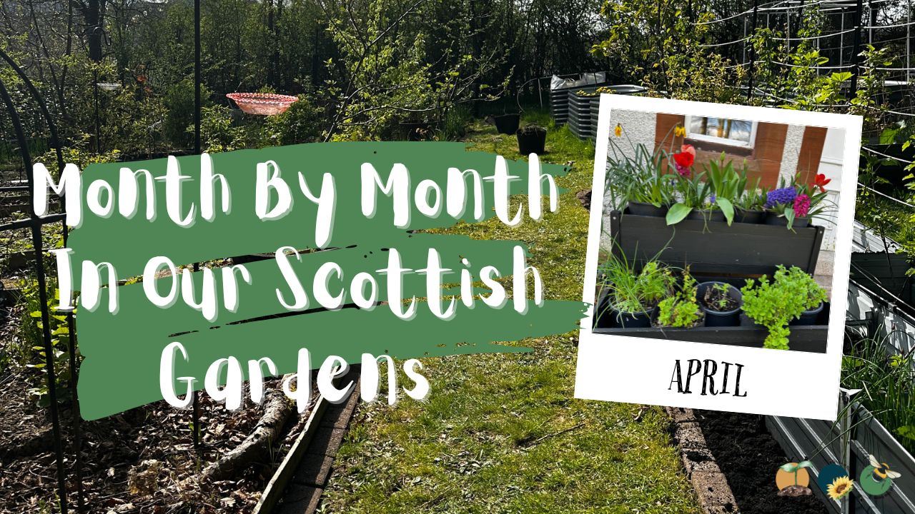 April: Month By Month In Our Scottish Gardens