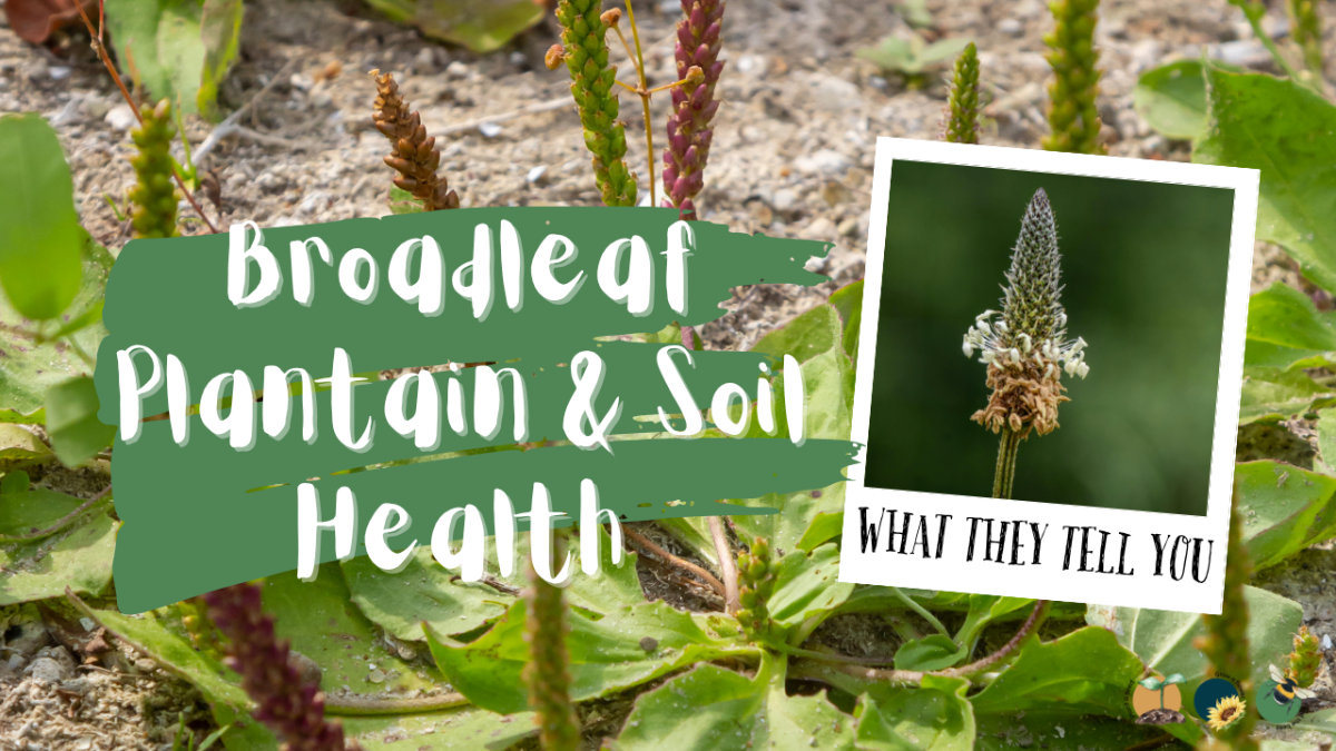 Broadleaf Plantain: What It Tells You About Your Soil and How to Use&nbsp;It