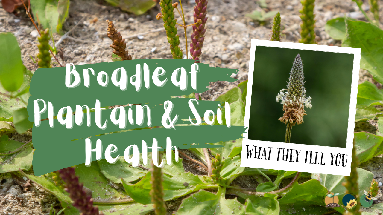 Broadleaf Plantain: What It Tells You About Your Soil and How to Use It