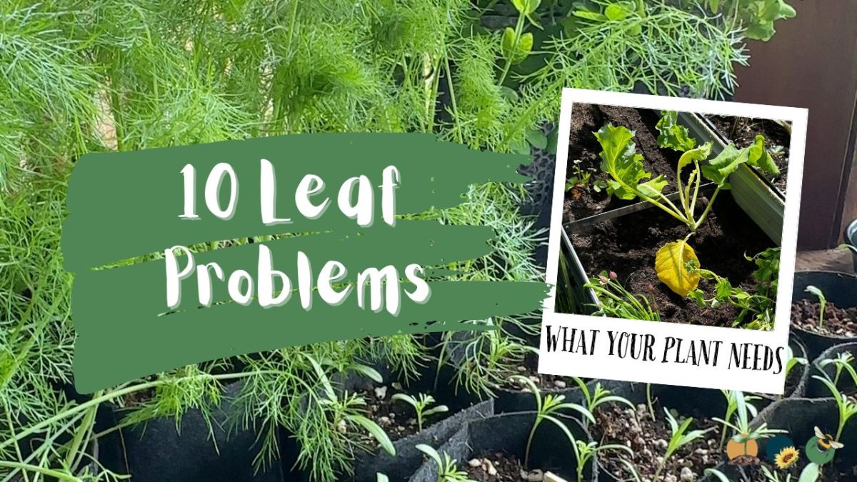 10 Leaf Problems That Reveal Exactly What Your Plant&nbsp;Needs