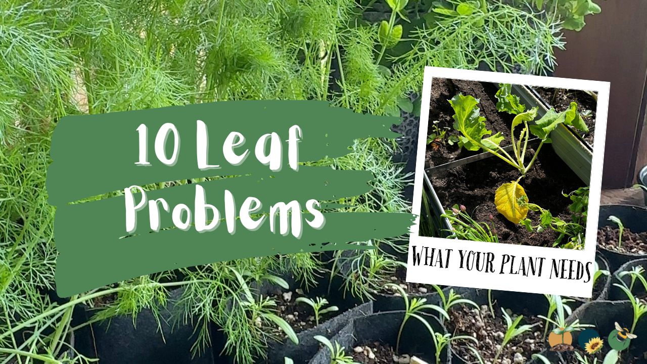 10 Leaf Problems That Reveal Exactly What Your Plant Needs