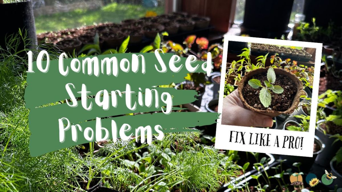 10 Common Seed Starting Problems (and How to Fix Them Like a&nbsp;Pro)