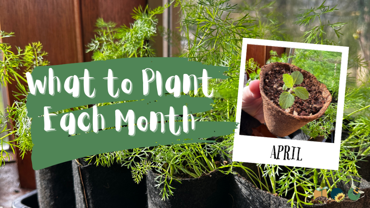 What to Plant in Scotland Each Month: Veg, Fruits, Herbs & Edible Flowers. Planting in&nbsp;April