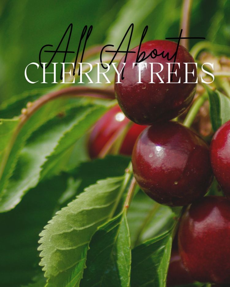 All About Series: Growing, Sowing, Caring For Cherry Trees