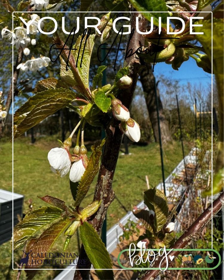 All About Series: Growing, Sowing, Caring For Cherry Trees