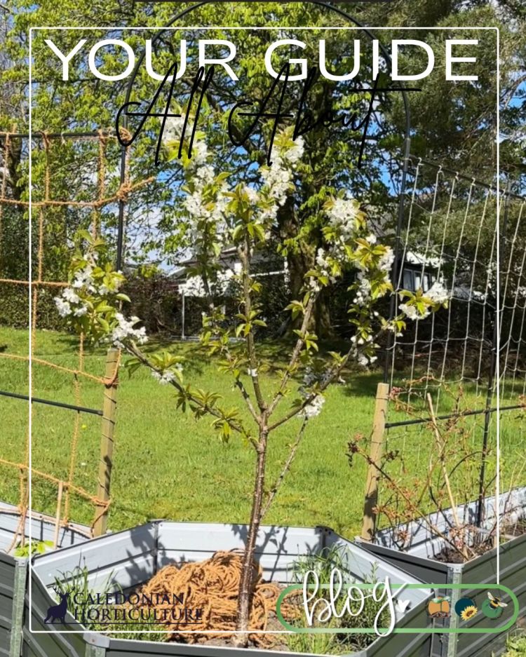 All About Series: Growing, Sowing, Caring For Cherry Trees