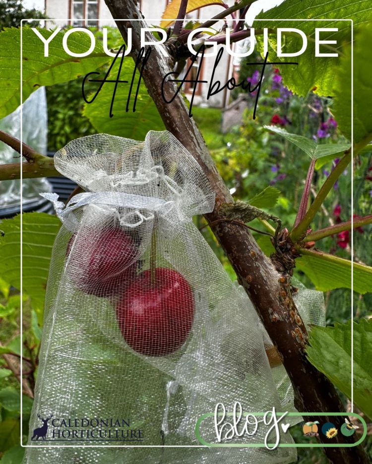 All About Series: Growing, Sowing, Caring For Cherry Trees