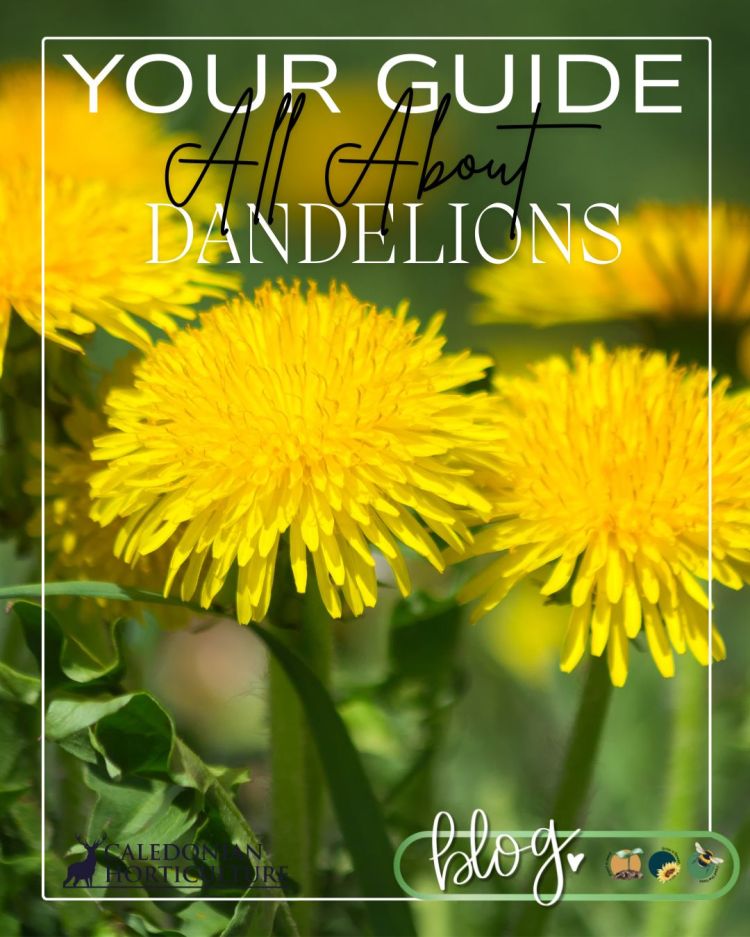 All About Series: Growing, Sowing, Caring For Dandelion