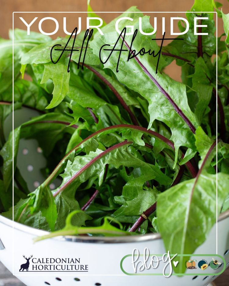 All About Series: Growing, Sowing, Caring For Dandelion