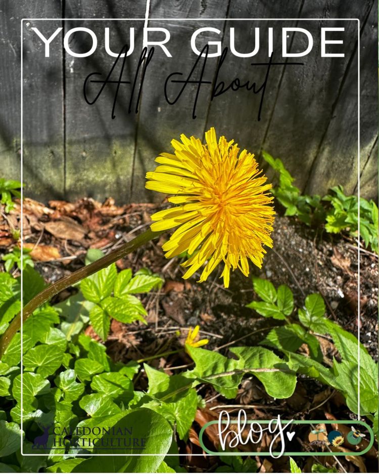 All About Series: Growing, Sowing, Caring For Dandelion