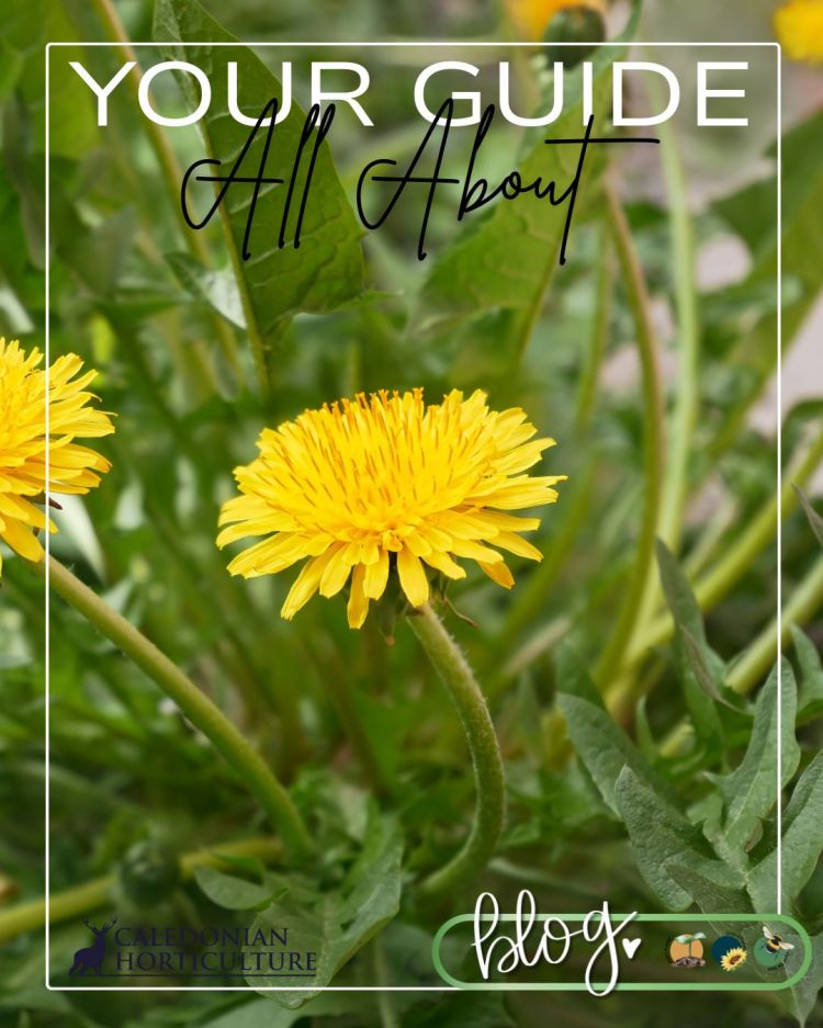 All About Series: Growing, Sowing, Caring For Dandelion