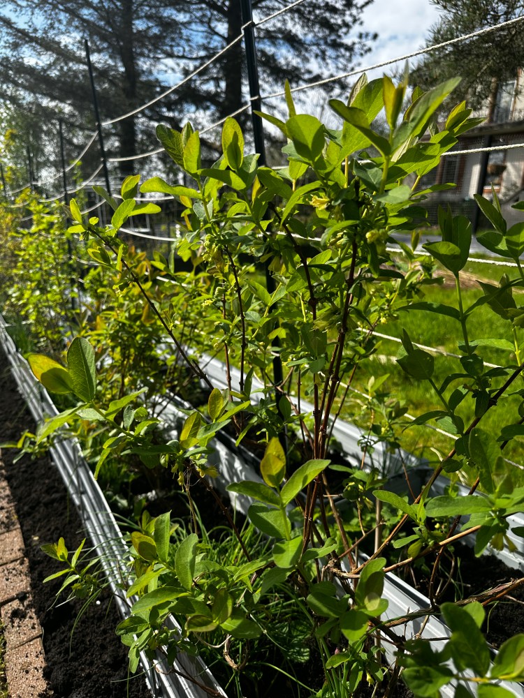 April: Month By Month In Our Scottish Gardens