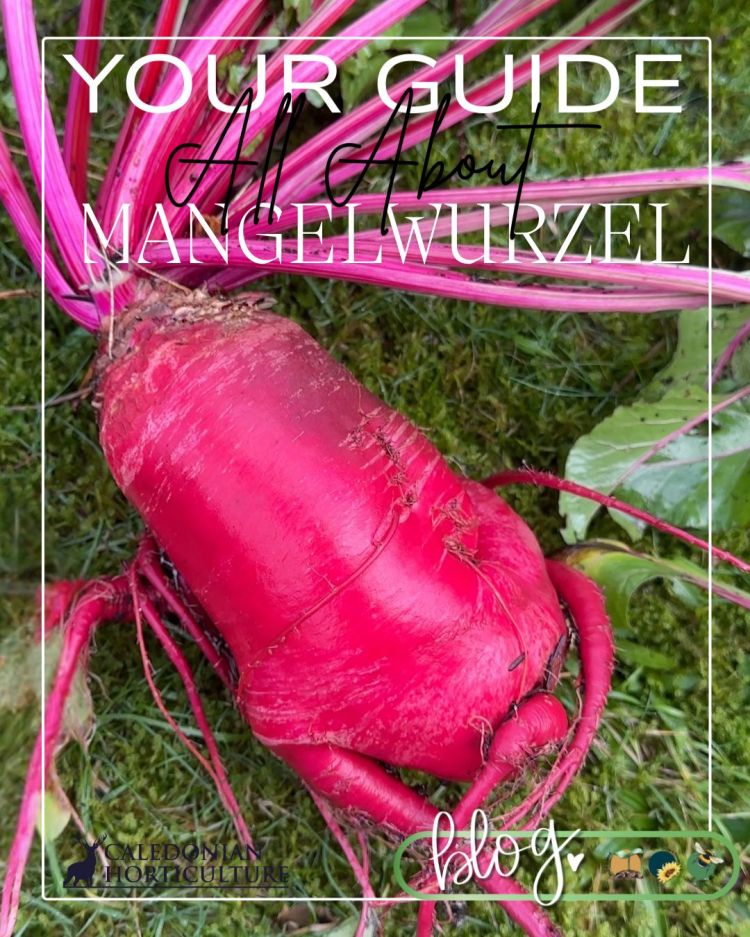 All About Series Mangelwurzel