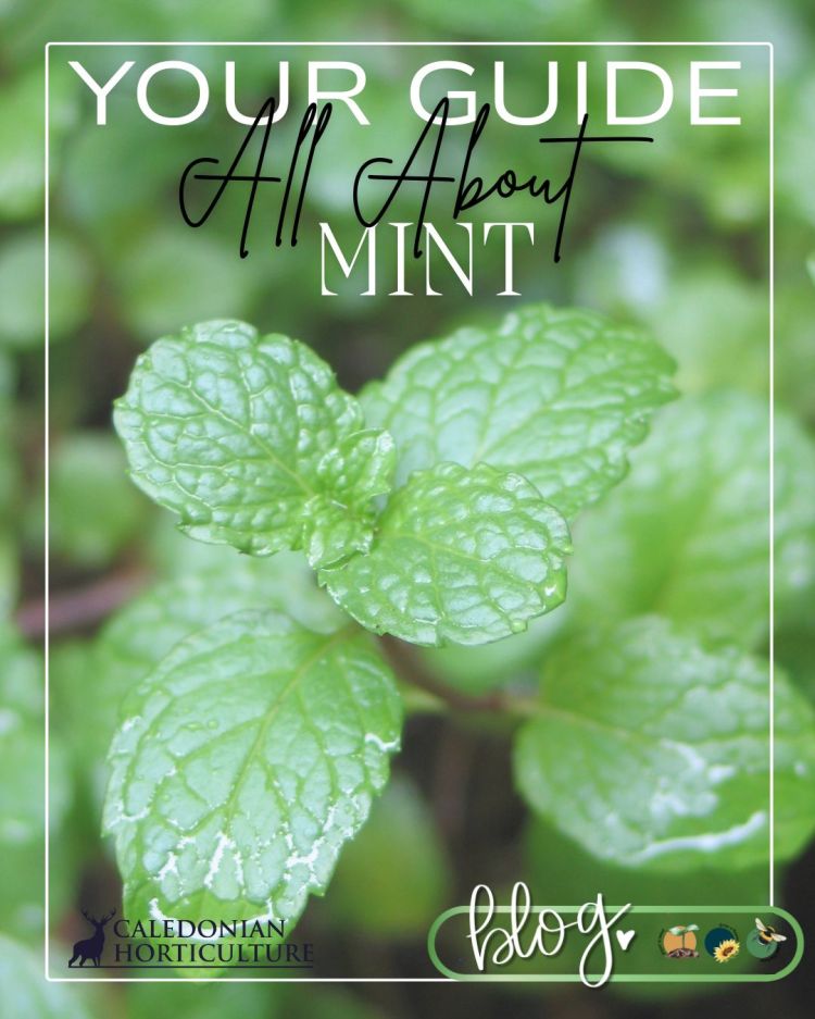 All About Series: Growing, Sowing, Caring For Mint