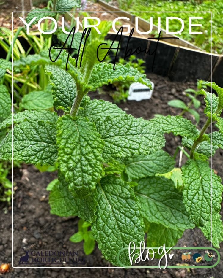 All About Series: Growing, Sowing, Caring For Mint