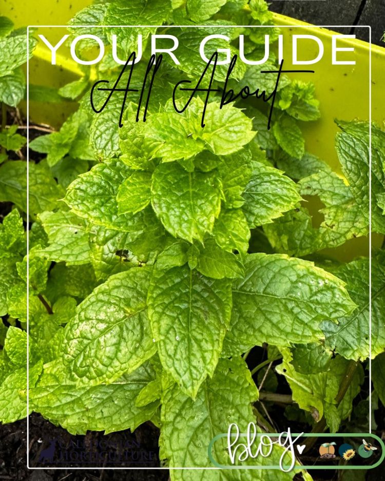 All About Series: Growing, Sowing, Caring For Mint