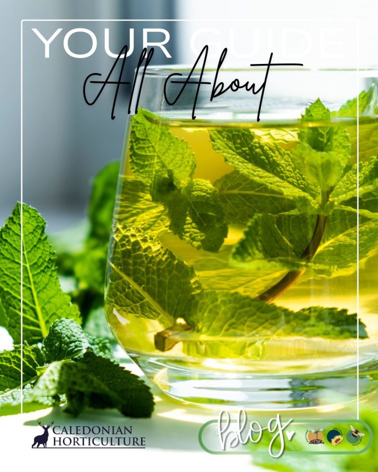 All About Series: Growing, Sowing, Caring For Mint