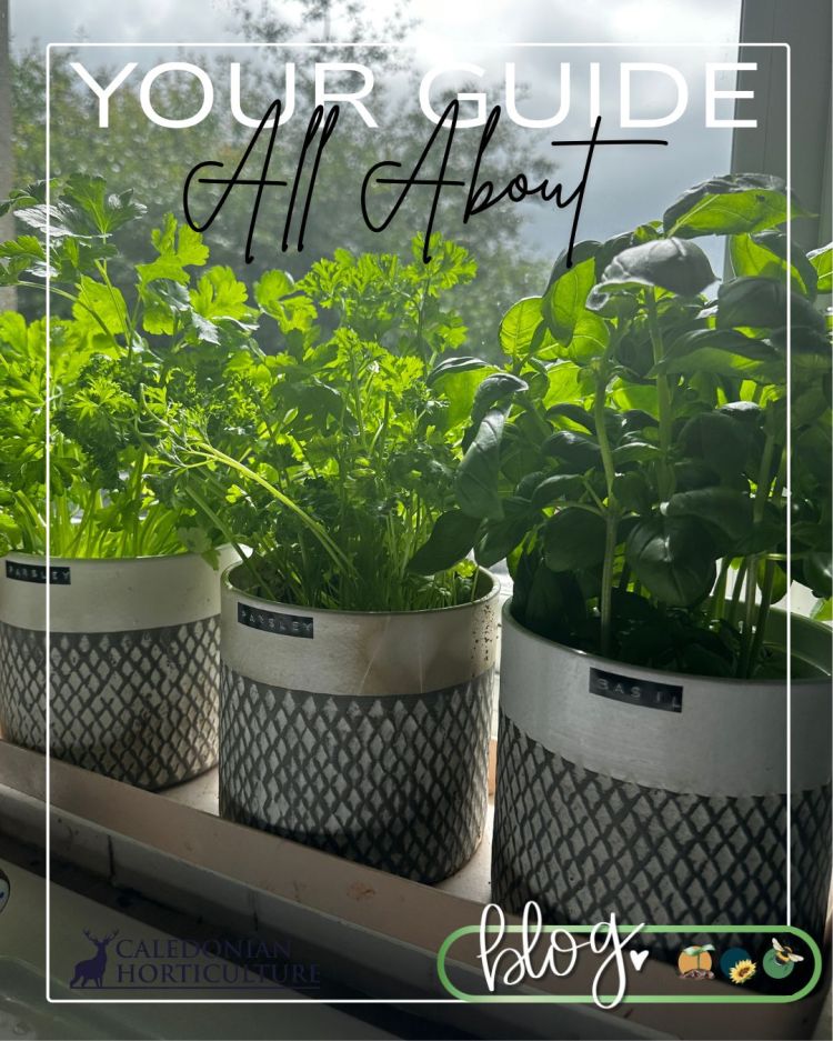 All About Series: Growing, Sowing, Caring For Parsley – Building a Food ...