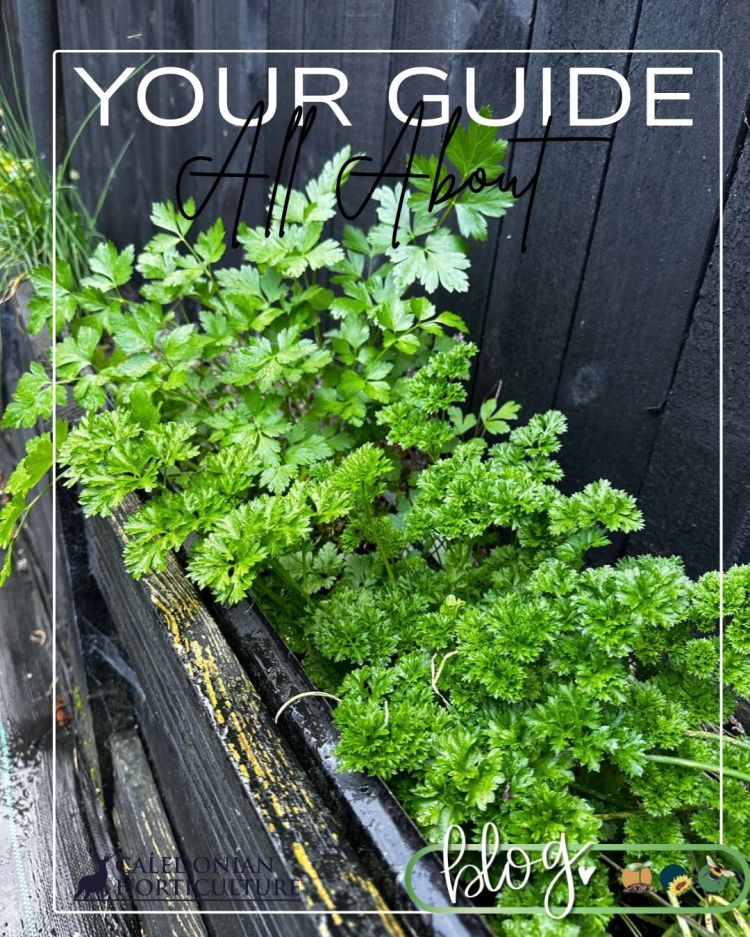 All About Series: Growing, Sowing, Caring For Parsley