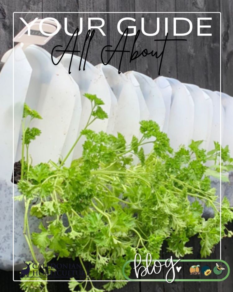 All About Series: Growing, Sowing, Caring For Parsley