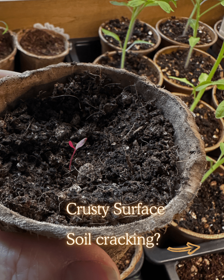 10 Common Seed Starting Problems (and How to Fix Them Like a Pro)