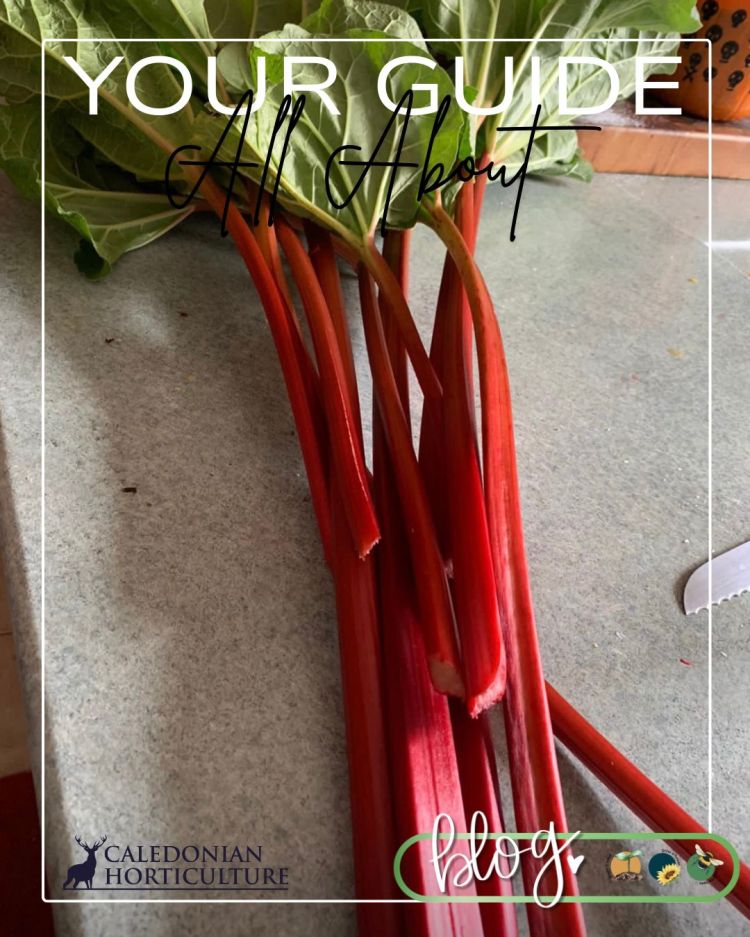 All About Series: Growing, Sowing, Caring For Rhubarb