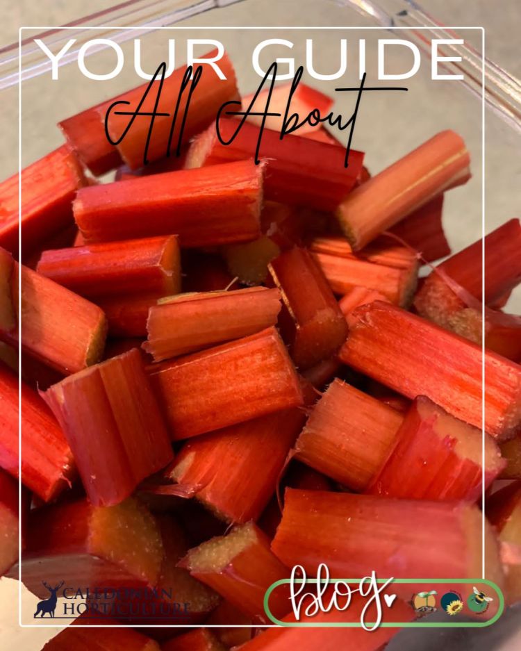 All About Series: Growing, Sowing, Caring For Rhubarb