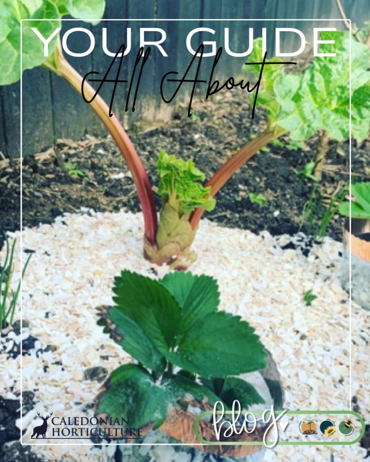 All About Series: Growing, Sowing, Caring For Rhubarb
