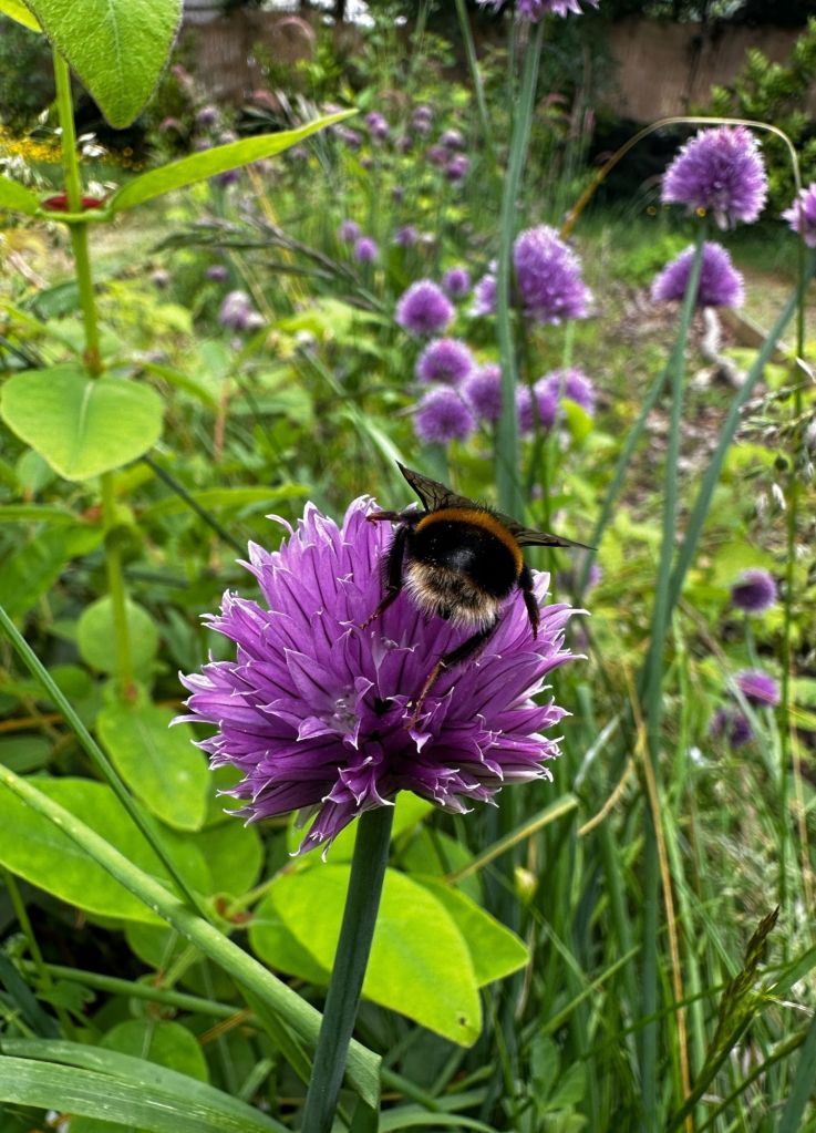 3 Simple Ways to Support Earth Day & National Gardening Week in 2026
