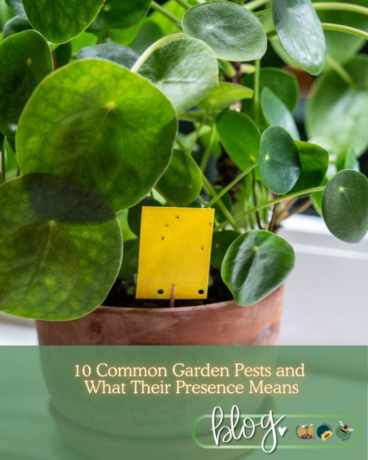 10 Common Garden Pests and What Their Presence Means