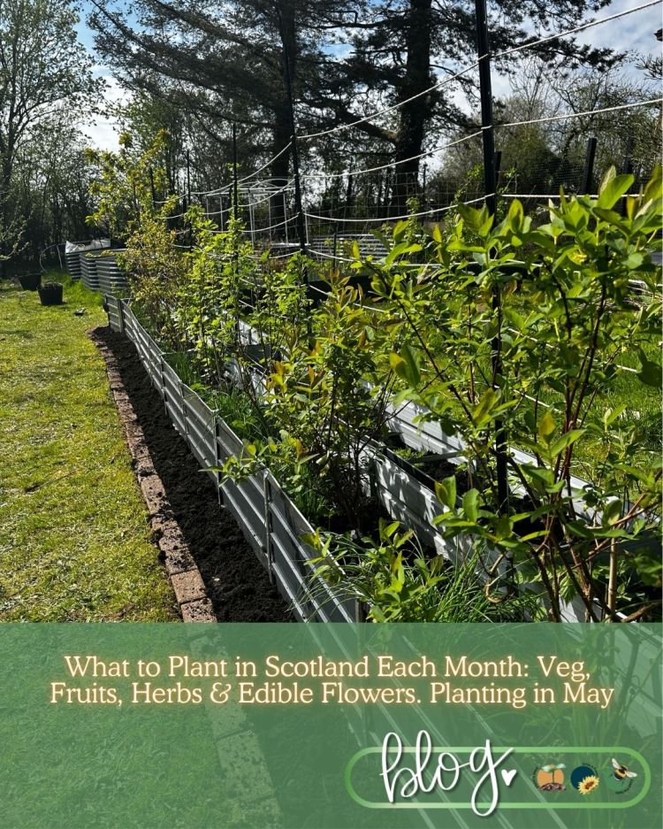 What to Plant in Scotland Each Month: Veg, Fruits, Herbs & Edible Flowers. Planting in May
