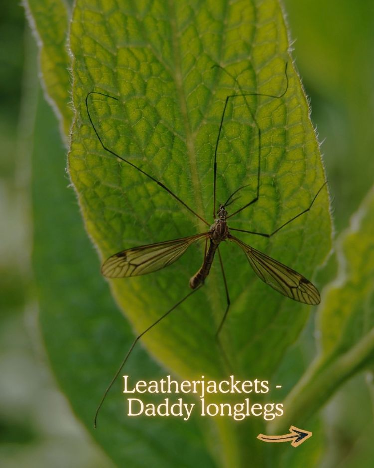 Leatherjackets daddy longlegs 10 Common Garden Pests and What Their Presence Means