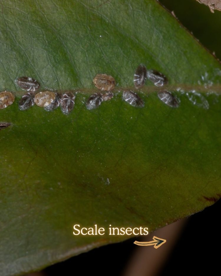 Scale Insects 10 Common Garden Pests and What Their Presence Means