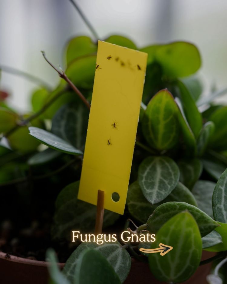 Fungus Gnats 10 Common Garden Pests and What Their Presence Means
