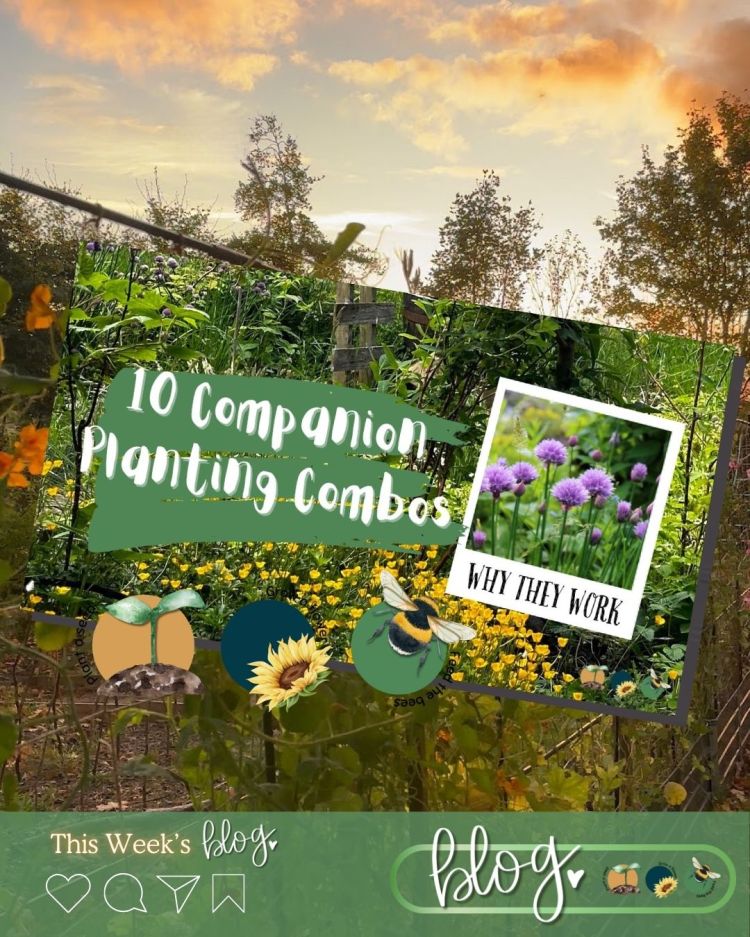 10 Companion Planting Combos That Actually Work (and Why)