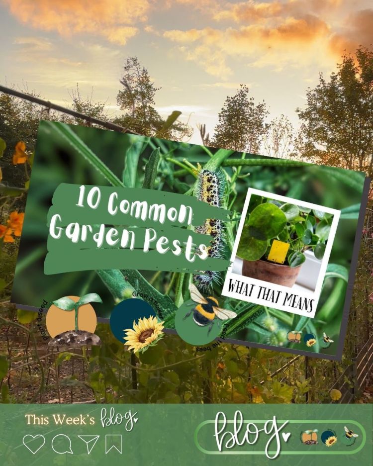10 Common Garden Pests and What Their Presence Means