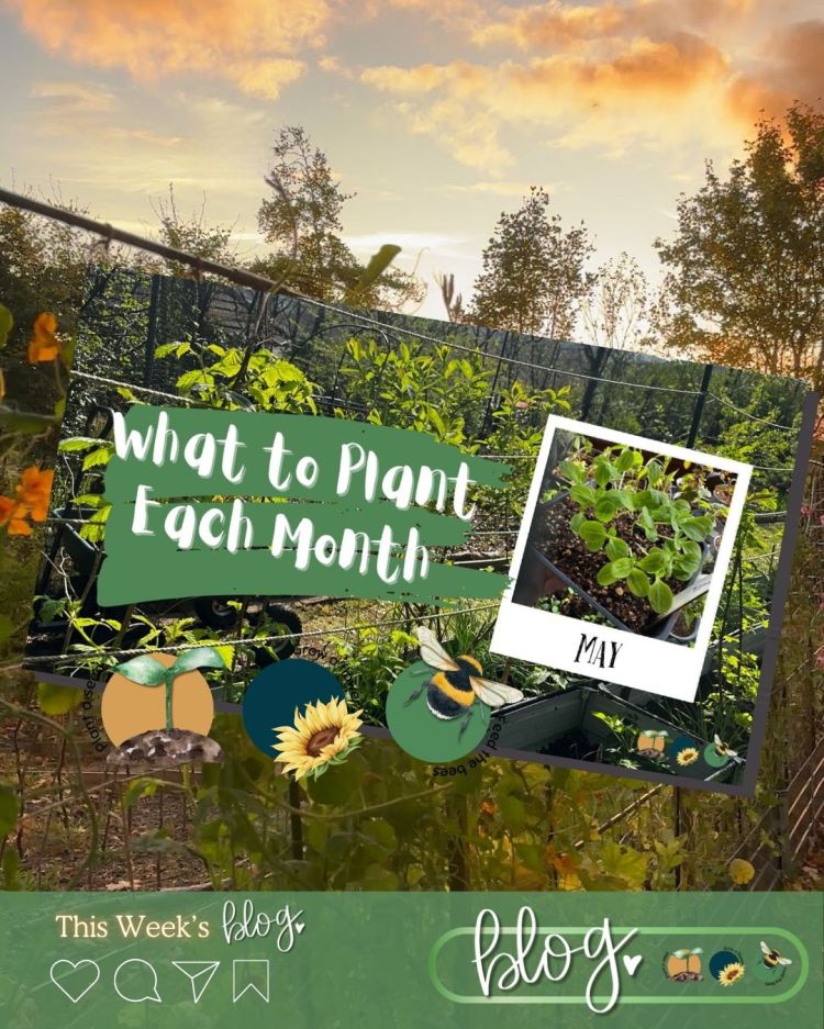 What to Plant in Scotland Each Month: Veg, Fruits, Herbs & Edible Flowers. Planting in May
