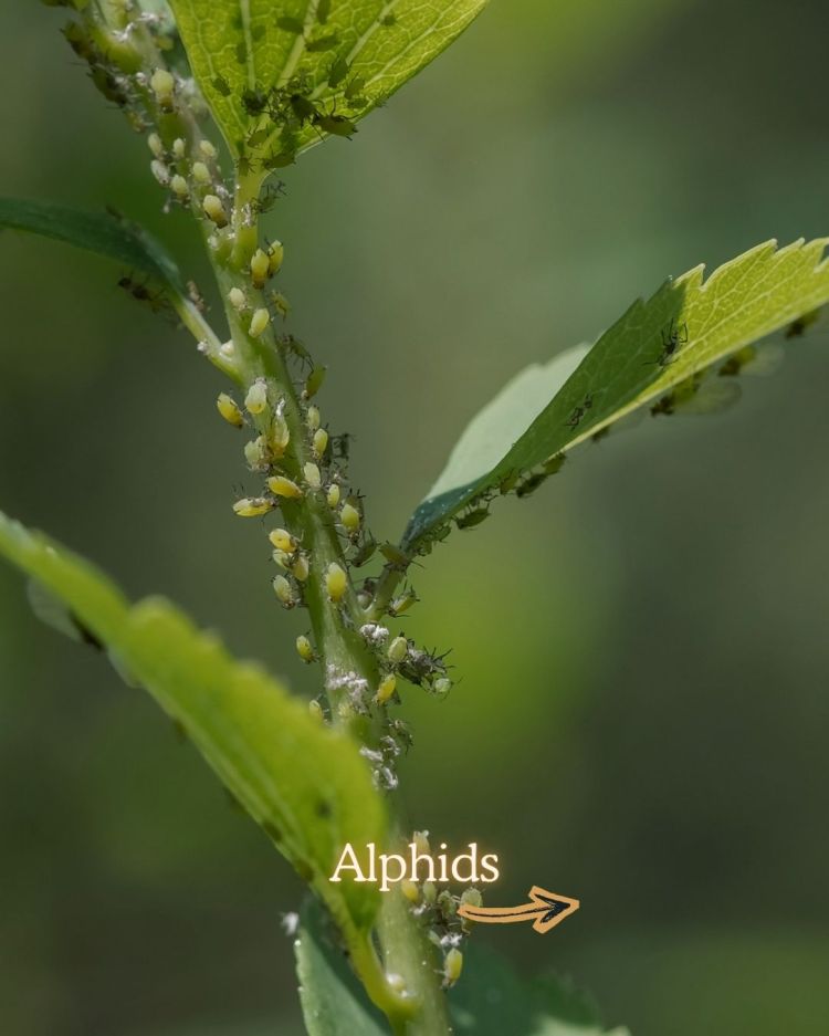 Aphids 10 Common Garden Pests and What Their Presence Means